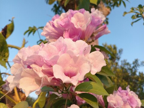 Pink Tabebuia flowers bloom profusely, featuring delicate, trumpet-shaped petals. Their vibrant, captivating color blends with the green foliage and the blue sky backdrop, creating a natural atmospher