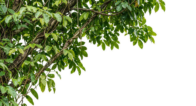 foreground branches on a transparent background