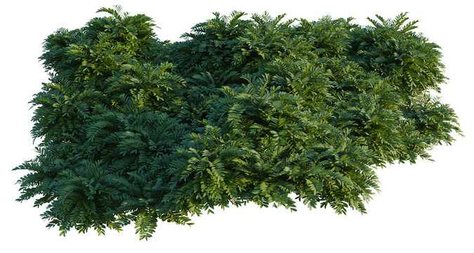 Zamia furfuracea tree line, Forest Edge, Backdrop cutout, isolate transparent background, Detailed 3D Render of a Lush Green Hedge Plant