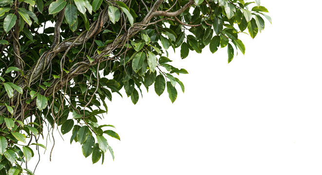 foreground branches on a transparent background