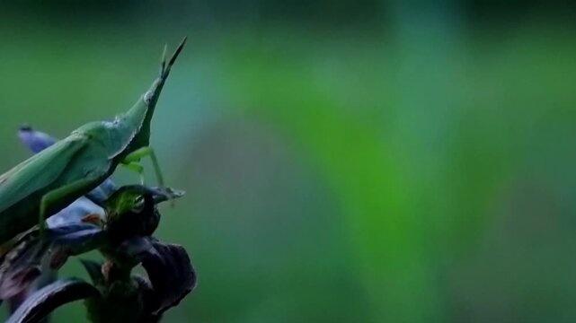 Macro Cone Head Grasshopper Resting on Stem (Atractomorpha) Science Visual 4K
