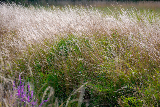 Selective focus of white fluffy flowers along the river shore, Feathery grass resembles Festuca pratensis with warm sunlight in summer, Lolium pratense is meadow fescue is a perennial species of grass