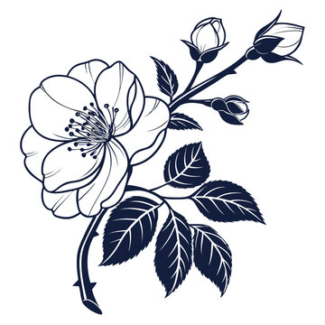 camellia botanical illustration silhouette on white background