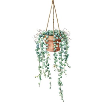 String of pearls succulent in a pot. Hanging plant with trailing green beads. Home decor botanical element for interior design and lifestyle photog...