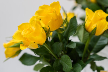  yellow roses in a bouquet, perfect for birthday greetings, anniversary, wedding, space for your text © Christina