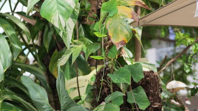 green beans on a tree