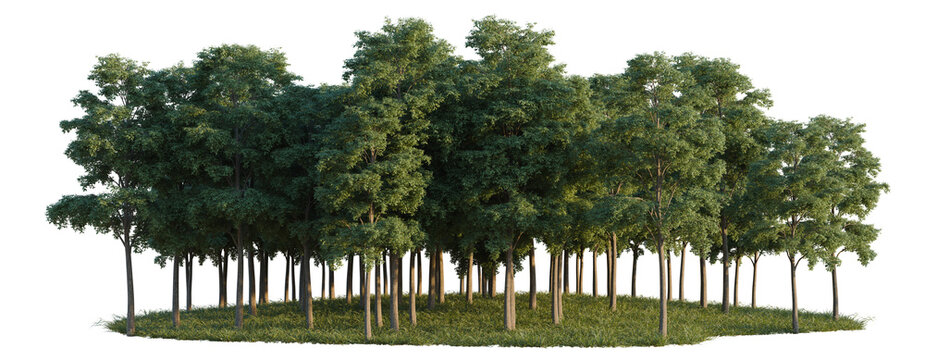 Bucida Buceras tree line, Forest Edge, Backdrop cutout, isolate transparent background, Dense forest of mature trees with lush green foliage against a black background for seamless use.