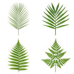 Fototapeta premium Four Green Tropical Palm and Fern Leaves Isolated on White Background