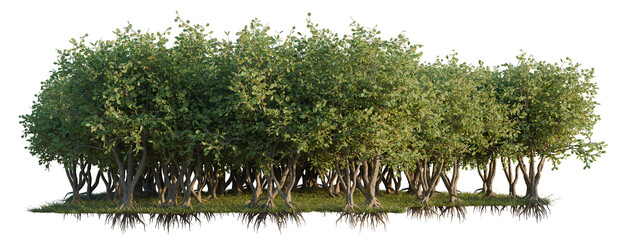 Obraz premium Clusia Rosea tree line, Forest Edge, Backdrop cutout, isolate transparent background, Mangrove Trees with Visible Roots - Natural Landscape Elements for Design & Illustration