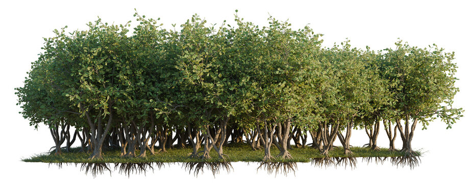 Clusia Rosea tree line, Forest Edge, Backdrop cutout, isolate transparent background, Mangrove Trees with Visible Roots - Natural Landscape Elements for Design & Illustration