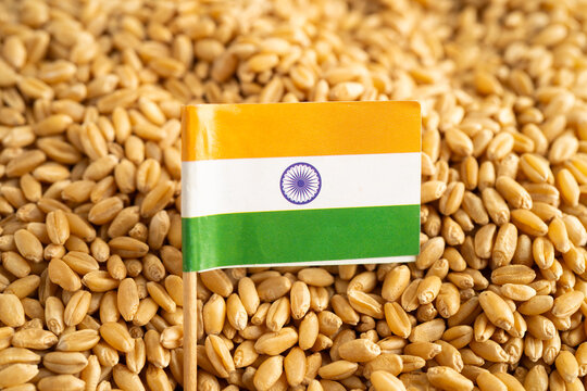 Grains wheat with India flag, trade export and economy.