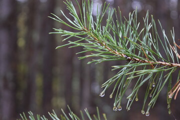 Fresh green Scots pine branch with long needles in selective focus against a softly blurred coniferous forest background © Zuhra