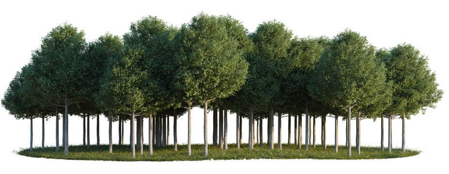 Populus Alba pyramidalis tree line, Forest Edge, Backdrop cutout, isolate transparent background, Row of Lush Green Trees with Grass Base - Perfect for Landscape Design and Nature Scenes