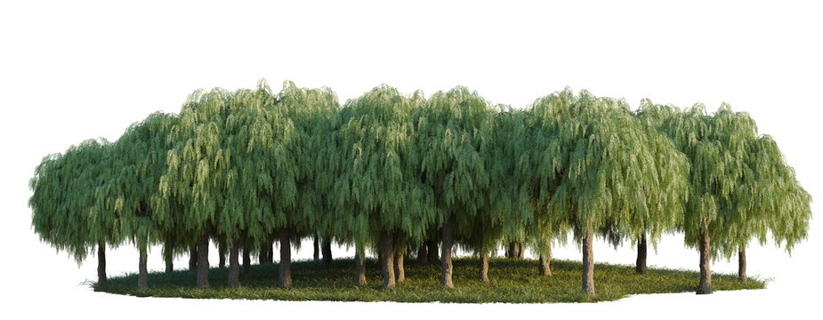 Shinus Molle Bark refl tree line, Forest Edge, Backdrop cutout, isolate transparent background