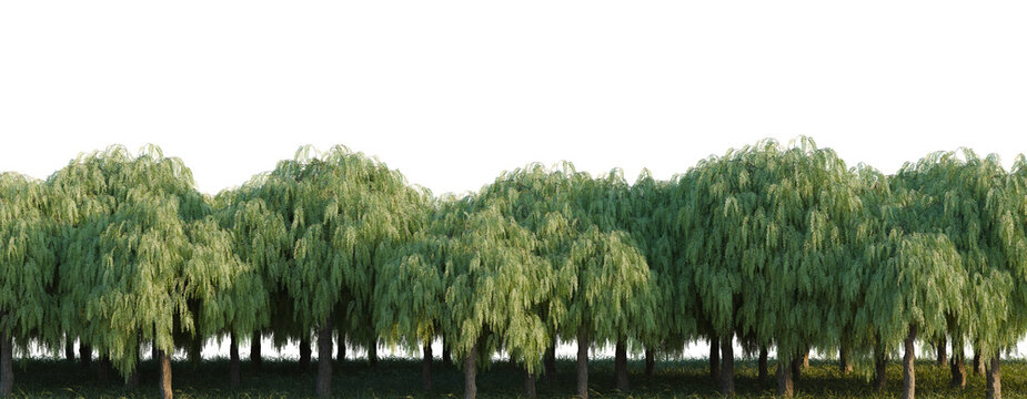 Shinus Molle Bark refl tree line, Forest Edge, Backdrop cutout, isolate transparent background, Dense row of weeping willow trees with lush green foliage