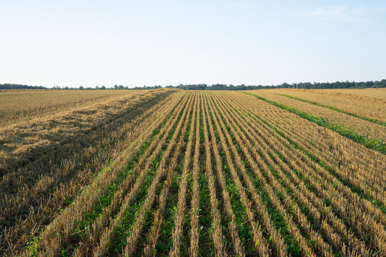 Harvested field with straw windrow and green vegetation rows