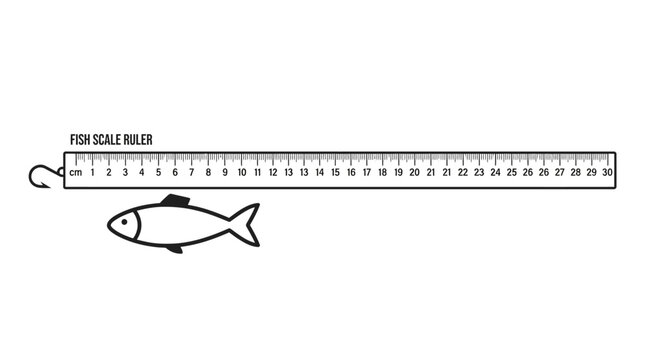 Illustration of fish and measuring ruler for size comparison