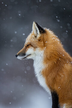 Red fox, winter in Canada. 