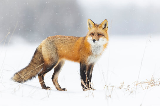 Red fox, winter in Canada. 