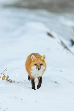 Red fox, winter in Canada. 