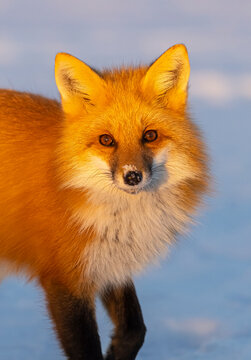 Red fox, winter in Canada. 