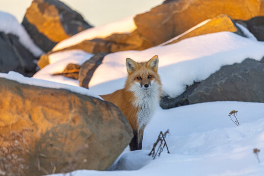 Red fox, winter in Canada. 