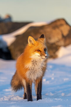 Red fox, winter in Canada. 