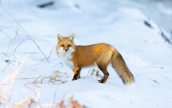 Red fox, winter in Canada. 