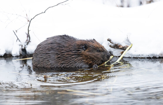 North American beaver chewing on a branch during winter in Canada. 