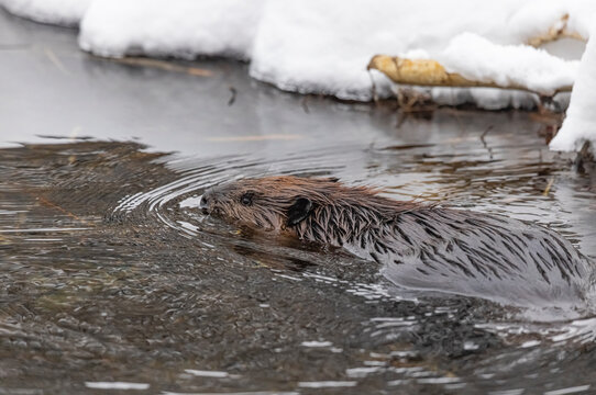 North American beaver chewing on a branch during winter in Canada. 
