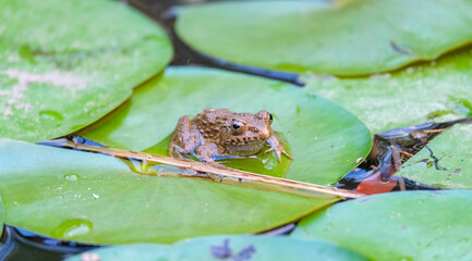 Obraz premium Close-up photograph of a Japanese wrinkled frog (Glandirana rugosa), locally known as Tsuchi-gaeru, sitting on vibrant green water lily pads. 