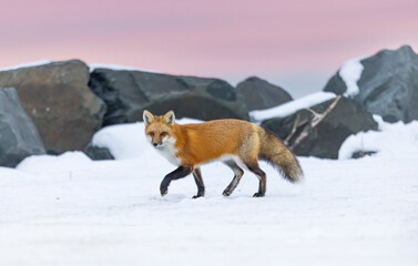 Fototapeta premium Red fox, winter in Canada. 
