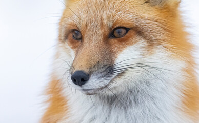 Fototapeta premium Red fox, winter in Canada. 