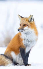 Fototapeta premium Red fox, winter in Canada. 