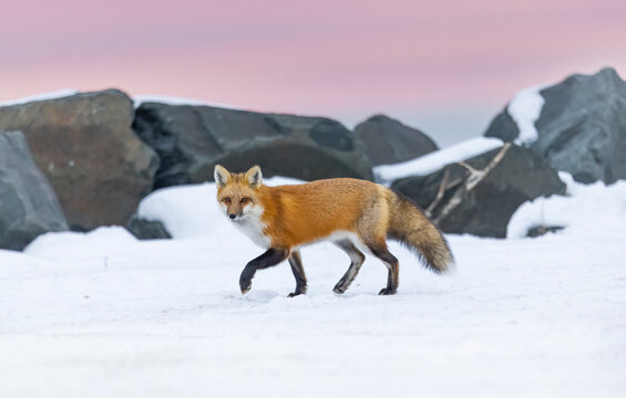 Red fox, winter in Canada. 