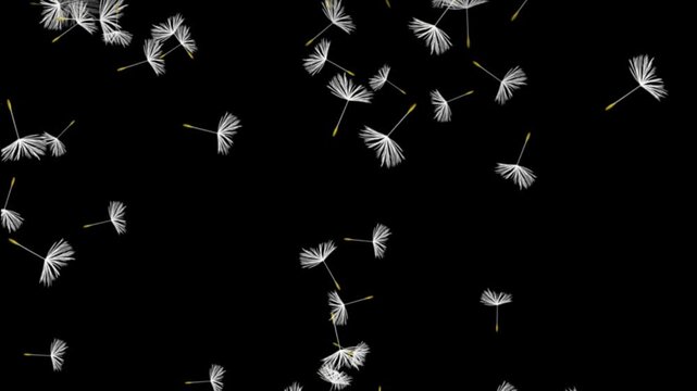 Falling Dandelion Seeds Motion Graphic Overlay on Green Screen - White Fluffy glowing Flying Flower Seeds Blowing in Wind - Nature Botany Spring Chroma Key Animation Template