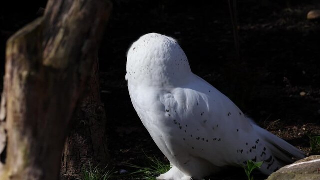 Snowy owl, Bubo scandiacus, bird of the Strigidae family. With a yellow eye