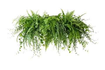 Obraz premium Lush hanging green ferns and ivy plant garland, tropical wall foliage cut out element, realistic indoor botanical garden decor, trailing vines greenery, fresh nature leaf border isolated overlay.