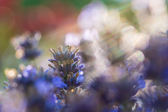 Wundersch&ouml;ner bl&uuml;hender Lavendel