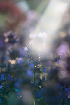 Wundersch&ouml;ner bl&uuml;hender Lavendel