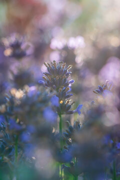 Wundersch&ouml;ner bl&uuml;hender Lavendel