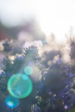 Wundersch&ouml;ner bl&uuml;hender Lavendel