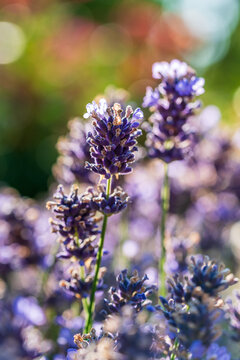 Wundersch&ouml;ner bl&uuml;hender Lavendel