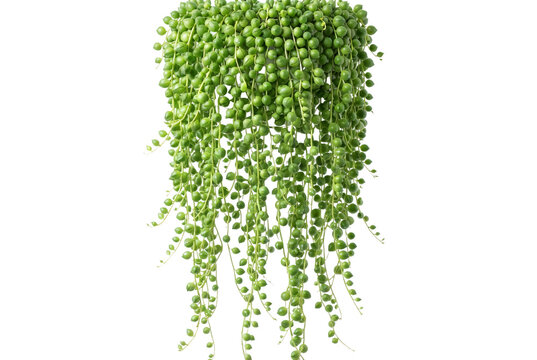 Cascading string of pearls hanging succulent plant with round green bead leaves isolated indoor plant cut out element.