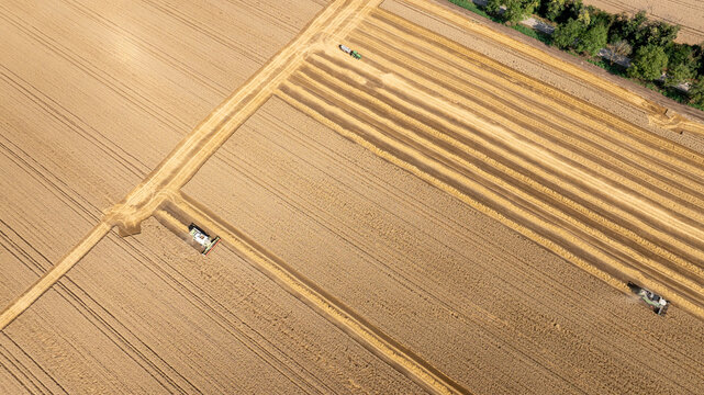 Aerial View of Combine Harvesters Working in a Golden Wheat Field During Harvest Season. Modern Agriculture