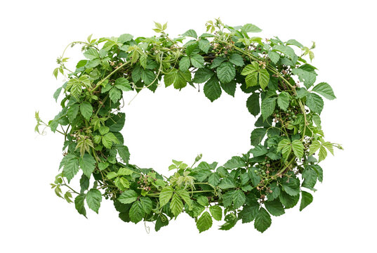 Circular green leaf vine wreath frame with detailed climbing foliage isolated circular floral border design element.