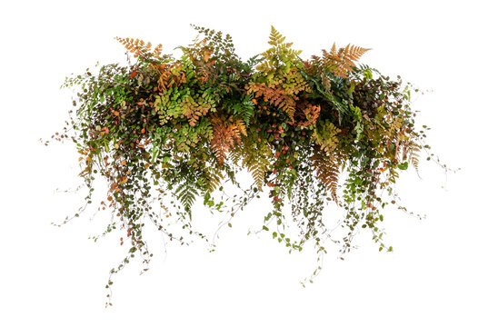 Autumn hanging fern garland with cascading vines, mixed green, orange, and reddish-brown foliage for architectural visualization, floral design, and botanical graphic projects.