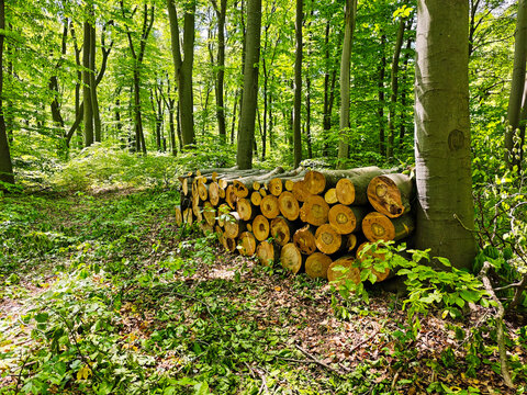 Stack of dried firewood of birch wood. Pile of felled pine trees felled by the logging timber industry.