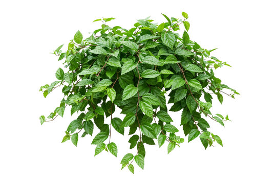 Bushy green vine plant featuring dense serrated leaves and cascading branches, isolated botanical foliage element for interior design rendering and garden design.