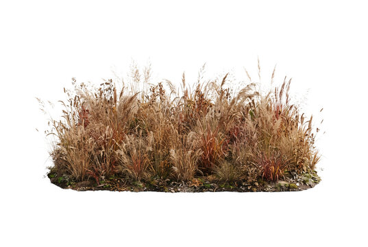 Dry autumn tall field grass border featuring pampas grass, wheat stalks, and golden brown wild reeds isolated cutout for landscape rendering.